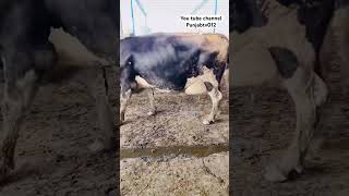 dariyfarm cowfarm pdfahfcow notforsale subscribe short edittrending punjab [upl. by Lanta14]