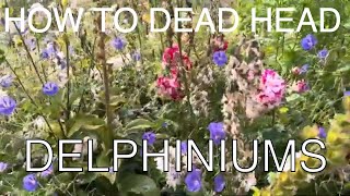 Dead Heading Delphiniums In July delphinium [upl. by Nafets]