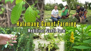 Halamang Gamot Farming  Medicinal Plants Farm [upl. by Eiloj]