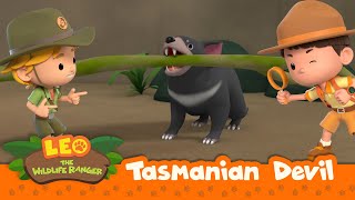 Tasmanian Devil  Whats Making That Screeching Noise  Leo the Wildlife Ranger Season 2 [upl. by Daune]