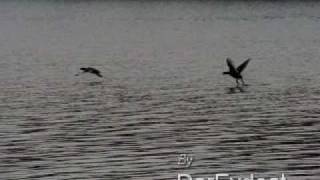 Fliegende Enten in slow motion [upl. by Navlys496]