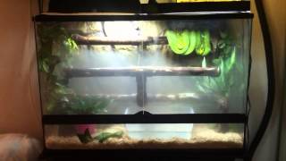 4 green tree python and emerald tree boa setups [upl. by Inneg]