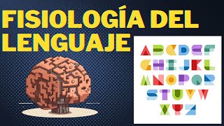 Neuroanatomía y fisiología del lenguaje [upl. by Edac]