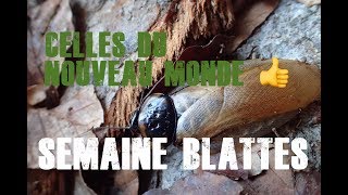 SEMAINE BLATTES Celles du NouveauMonde [upl. by Notxam]