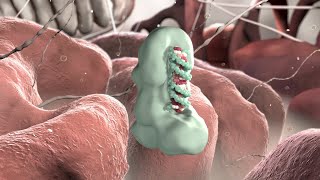 Gene Silencing by Micro RNA  Medical Animation [upl. by Ossie10]