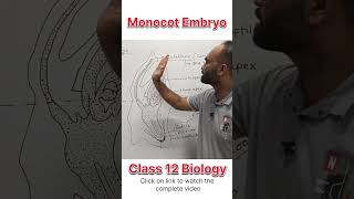 Monocot Embryo  Class 12 Biology  dhimansbiology biologyclass12 embryos [upl. by Edina]