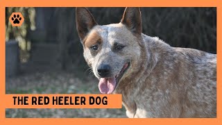 Red Heeler Dog Everything You Need to Know [upl. by Schreiber405]