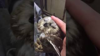 Little Saw Whet Owl Petting [upl. by Corella]