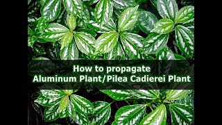 How to propagate Aluminum PlantPilea Cadierei Plant [upl. by Maxama]