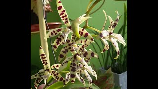 Encyclia prismatocarpa  epidendrum prismatocarpum  species orchid of Mexico [upl. by Eenor114]