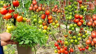 Tomato plants growing tomato farmingtomato growing at home [upl. by Chrotoem]