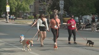 Beaverdale Fall Fest Dog Parade [upl. by Anima]