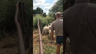 Offloading our First Dorper sheep [upl. by Ludvig371]