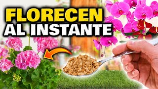 Las PLANTAS FLORECEN AL INSTANTE con este ABONO CASERO ORGÁNICO para FLORACIÓN  Fertilizante Casero [upl. by Elleirad]