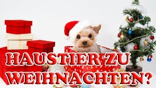 Haustier als Geschenk zu Weihnachten Welche Haustiere für Kinder Welches Tier passt zu mir [upl. by Tabbitha]