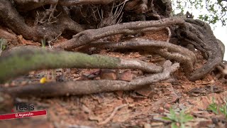 ALGARROBO EL ÁRBOL DE LA MEMORIA [upl. by Cavill343]