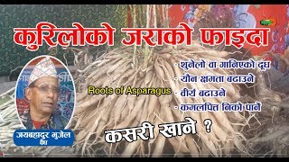 गानिएको र​ थुनेलो स्त​न​ निको पार्ने कुरिलोको ज​राधेरै फाइदा kurilo roots [upl. by Alrrats]