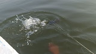 Amazing Fish Tilapia Fish Catching Tilapia Fish 🐠🐋🐟 Fishing in Net FishingBest Fish Tilapia Fish [upl. by Tati]