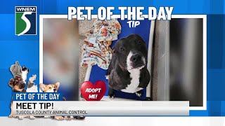 Pet of the Day Meet Tip [upl. by Freyah487]