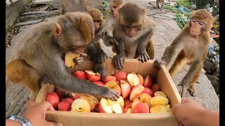 Feeding red Delicious fresh Apple to the lovely monkey [upl. by Letsirc225]