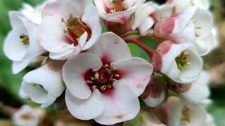 Bergenia ciliata Care Tips  Know Everything About Bergenia ciliataElephants Ear  Spring Flowers [upl. by Buzz]