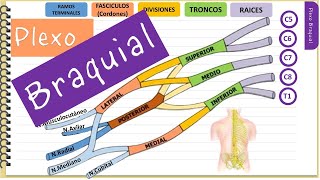 Plexo braquial ‐ Fácil y didáctico [upl. by Brandes]