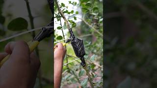 Lemon Plant Grafting 🪴 shorts devkeexperiment [upl. by Ahtebbat]