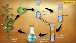 Organogenesis and Embryogenesis  Tissue culture in hindi [upl. by Willner]