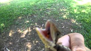 Bens herping adventures Episode 2 Long Nosed Water Dragon [upl. by Lauritz]