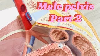 Male pelvis  part 2  anatomy  ospe  model [upl. by Suqram444]