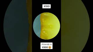 Citron au microscope 🍋😱 bestvideo fyp microscope pourtoi satisfyingvideo [upl. by Quickman802]