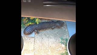 male shingleback skink [upl. by Nybbor]