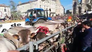 La Fête des bœufs gras de Bazas 2019 Vidéo Jérôme Jamet  Sud Ouest [upl. by Llednar]