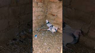 Power ful pigeon pigeon azadpigeonloverkhanchenal pigeonpigeon birds [upl. by Abdul]