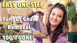 Easy One Step  How To Get Rid Of Fungus Gnats  100 Guarantee  Fungus Gnat Prevention [upl. by Enila228]