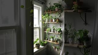 Los cinco mejores espacios para las plantas en tu casa  Decorando con yoli [upl. by Hecker591]