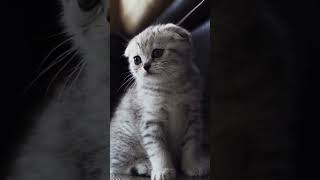 Adorable Scottish Fold Kitten  Playful and Cuddly [upl. by Orecul260]