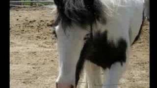 Gypsy Horses of Thorn Hill Farms [upl. by Swainson]