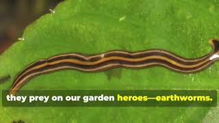 quotGarden Hammerhead Worms Threaten Earthworm Populationsquot [upl. by Bocoj]