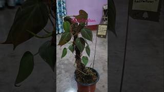 Philodendron plant ☘️indoorplant ytshorts [upl. by Burrton74]