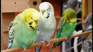 Over 9 hours of Budgies Playing Singing and Talking [upl. by Mateya]