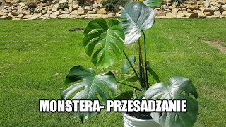 Monstera przesadzanie Łączenie dwóch roślin w jednej donicy [upl. by Aidualc469]