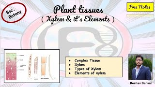 Xylem  Tracheid  vessels  xylem parenchyma amp fibres  Bsc  Free PDF  by VEX [upl. by Aketahs736]