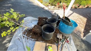 Splitting and Root Pruning a Fig Tree [upl. by Jillayne90]