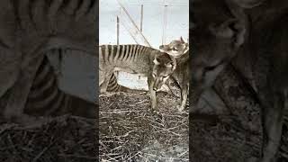 Are Tasmanian Tigers Really Extinct australia animal tasmania shorts short shortvideo [upl. by Devlin]