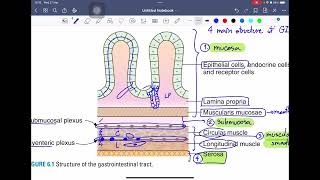 L10 IMSPQ 2024 Basic Gi Part 1 Anatomy innervation GI hormone [upl. by Edithe]