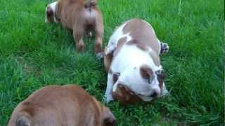 8 week old English bulldog puppies playing together outside for the first time [upl. by Kcirddehs]