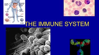 The Immune System [upl. by Jackquelin717]