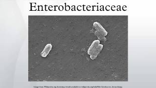 Enterobacteriaceae [upl. by Julianne]