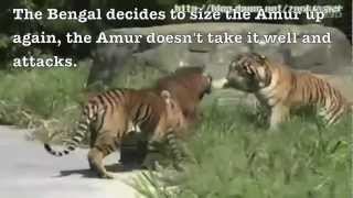 Siberian tiger vs Bengal tiger  Fighting techniques [upl. by Lednik]